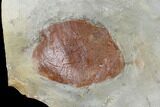 Three Fossil Leaves (Zizyphoides & Davidia) - Montana #115253-1